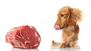Hogyan kell etetni a kutyát, megetetni a kutyát a helyes táplálkozás