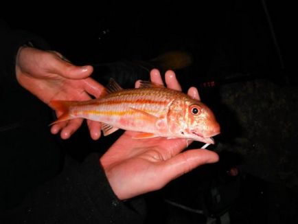 Fekete-tengeri vörös márna (Mullus barbatus) leírását, fotók, halászat