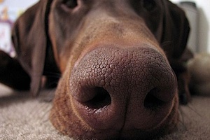 Annak elkerülése érdekében, hogy megharapta tudnia kell, mi a szag nem olyan, mint egy kutya