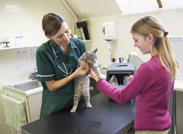 Mi a teendő, ha a macska beteg, vagy van egy gyomorfájás