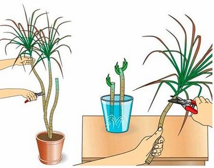 Mit kell tudni a transzplantáció és gondozása yucca