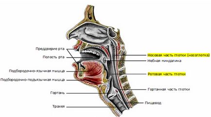 Mi pharyngoscope torok gyógyszer típusú, jelzések vizsgálata