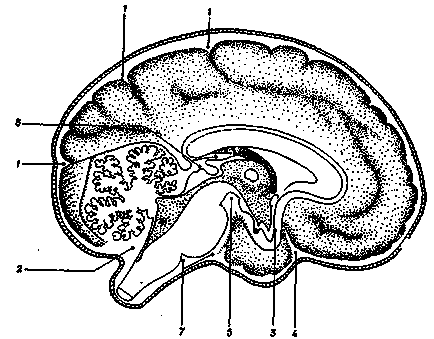 Mi az az agy, a tank, egy modern klinika betegségek kezelésére nevrolgicheskih