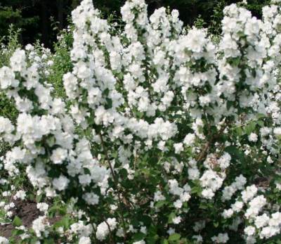 Chubushnik (Jasmine Garden) ültetés és ápolás a szabadban! fénykép