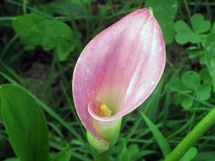 Virág Callas - ültetés és gondozás, Calla fotó, termesztés és tárolás; Callas házban és a kertben, Calla után