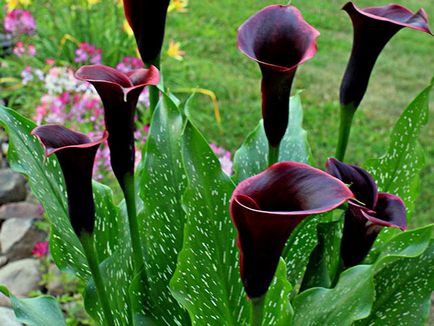 Virág Callas - ültetés és gondozás, Calla fotó, termesztés és tárolás; Callas házban és a kertben, Calla után