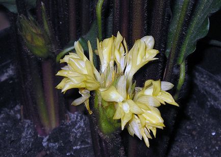 Virág Calathea - ellátást a hazai reprodukció és transzplantáció Qalat; miért Calathea szárad és