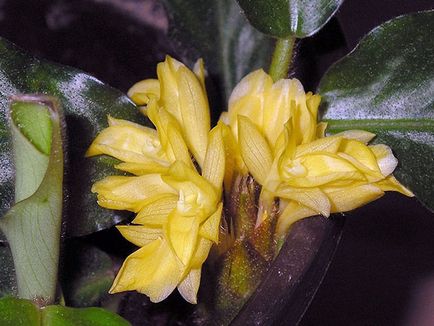 Virág Calathea - ellátást a hazai reprodukció és transzplantáció Qalat; miért Calathea szárad és