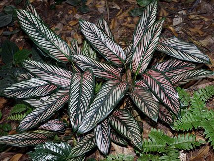 Virág Calathea - ellátást a hazai reprodukció és transzplantáció Qalat; miért Calathea szárad és