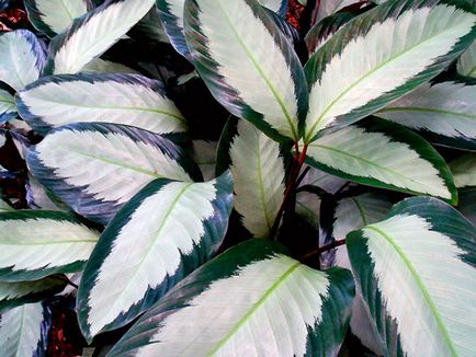 Virág Calathea - ellátást a hazai reprodukció és transzplantáció Qalat; miért Calathea szárad és