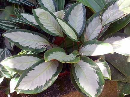 Virág Calathea - ellátást a hazai reprodukció és transzplantáció Qalat; miért Calathea szárad és