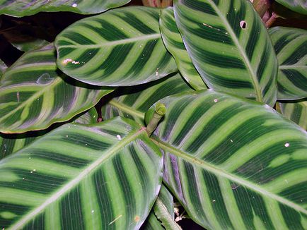 Virág Calathea - ellátást a hazai reprodukció és transzplantáció Qalat; miért Calathea szárad és