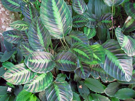 Virág Calathea - ellátást a hazai reprodukció és transzplantáció Qalat; miért Calathea szárad és