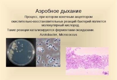 Légzés baktériumok, gombák, növények, osztályozása aerob típusú, anaerob fermentációs