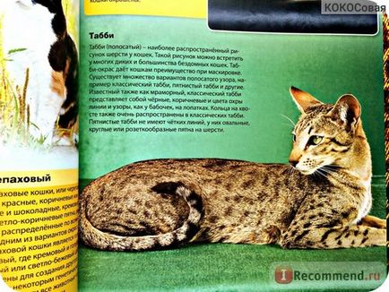 Encyclopedia of the Cat