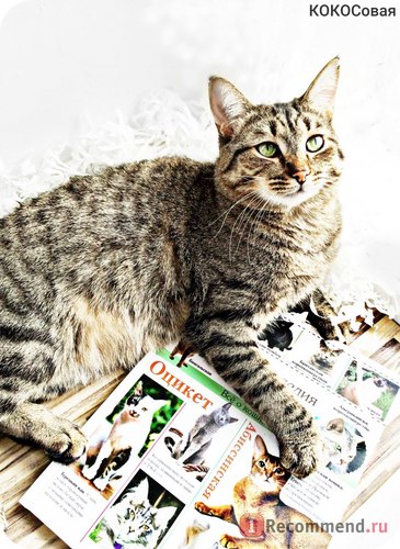 Encyclopedia of the Cat