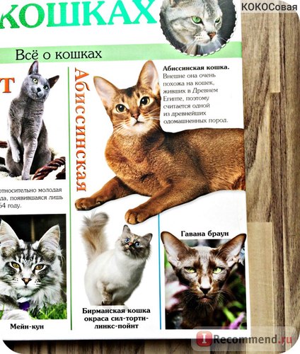 Encyclopedia of the Cat