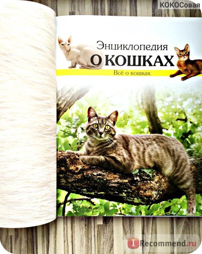 Encyclopedia of the Cat