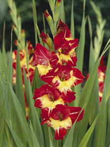 Növény enciklopédia Gladiolus (kardvirág)