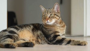 Európai rövidszőrű macska képességgel, fotó, fajta leírás