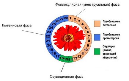 Fázis a menstruációs ciklus napon a menstruációs ciklus fázisok vélemények