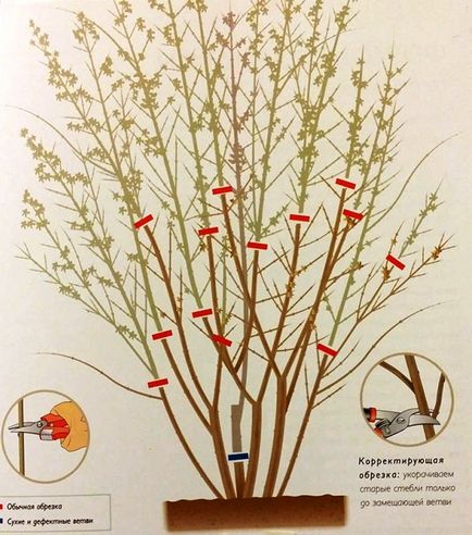 Forsythia tenyésztés, ültetés, termesztés, gondozás, fotó, válasszuk