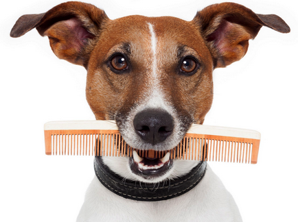 Furminators kutya használati utasítás, fotók