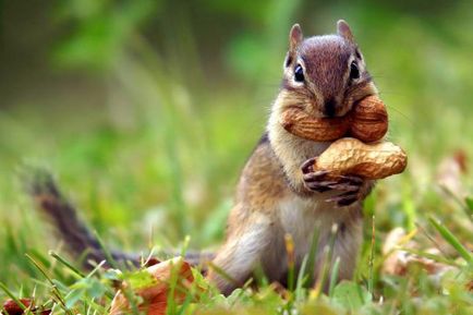 Hol vannak a mókusok a természetben