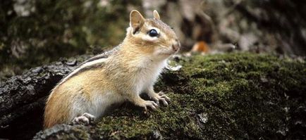 Hol vannak a mókusok a természetben