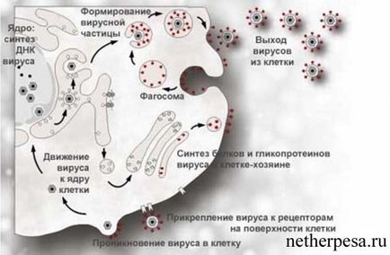 Herpes kézen diagnózis, tünetek, kezelés