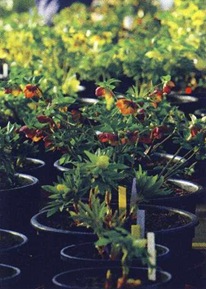 Hibridizáció, keresztezések növények