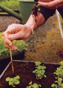 Hibridizáció, keresztezések növények