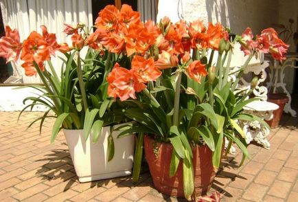 Hippeastrum ápolási otthon, a szabadban, a kertben, reprodukció magok, hagymák,