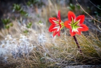 Hippeastrum ápolási otthon, a szabadban, a kertben, reprodukció magok, hagymák,