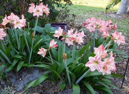 Hippeastrum ápolási otthon, a szabadban, a kertben, reprodukció magok, hagymák,