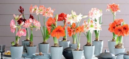 Hippeastrum ápolási otthon, a szabadban, a kertben, reprodukció magok, hagymák,