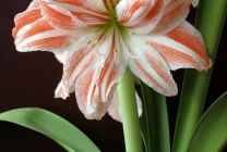 Hippeastrum ápolási otthon, a szabadban, a kertben, reprodukció magok, hagymák,