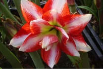 Hippeastrum ápolási otthon, a szabadban, a kertben, reprodukció magok, hagymák,