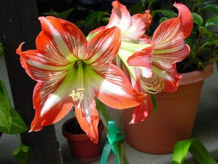 Hippeastrum ápolási otthon, a szabadban, a kertben, reprodukció magok, hagymák,