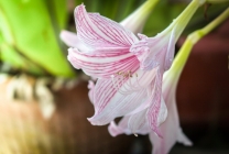 Hippeastrum ápolási otthon, a szabadban, a kertben, reprodukció magok, hagymák,