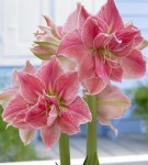 Hippeastrum minden árnyalatok gondozásában virág home fotó és videó