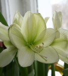 Hippeastrum minden árnyalatok gondozásában virág home fotó és videó