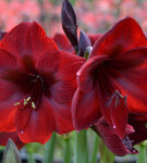 Hippeastrum minden árnyalatok gondozásában virág home fotó és videó