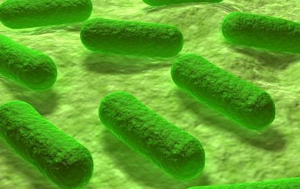 Gram-negatív baktériumok, szerkezetüket és a betegség