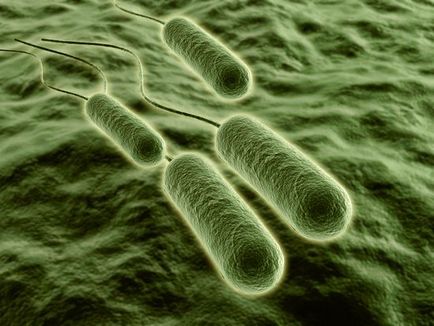 Gram-negatív baktériumok, szerkezetüket és a betegség