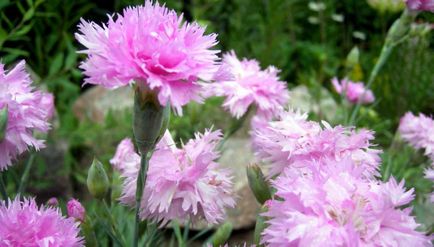 Carnation évelő ültetés és gondozás, szegfű, kert, török, kínai fotókkal