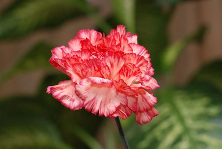Carnation kert, évelő ültetési és gondozási fényképet a szabadföldi termesztés és tenyésztés