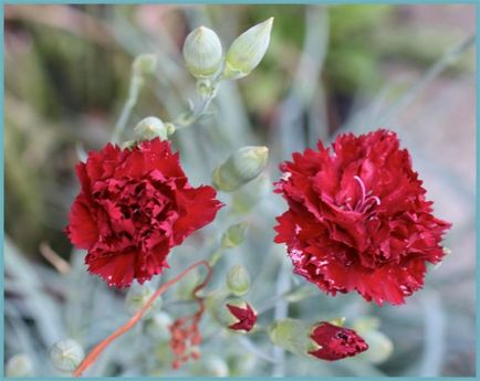 Carnation kert, évelő ültetési és gondozási fényképet a szabadföldi termesztés és tenyésztés