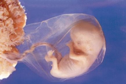 Embrióbeültetésben időt és jelei a beágyazódás után IVF