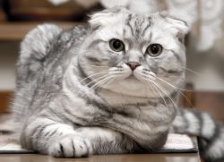 A nevet a Scottish fold macska